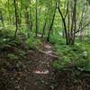 Southbound on trail with a few roots visible