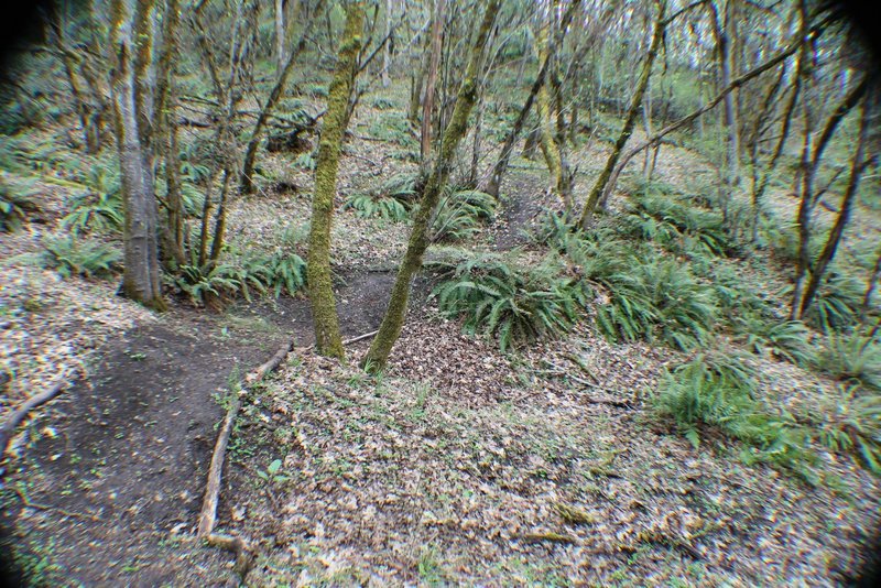 Fun downhill section about halfway up the Mt. Nebo Trail