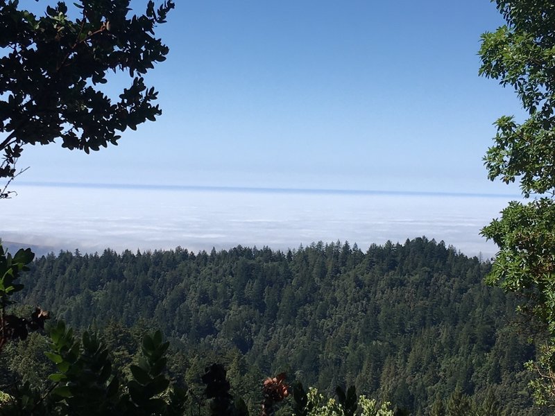 View of the Pacific Ocean from Fir Vista Point