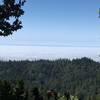 View of the Pacific Ocean from Fir Vista Point