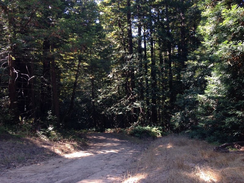 Doubletrack under shady trees at the end of Borden Hatch Mill Trail.