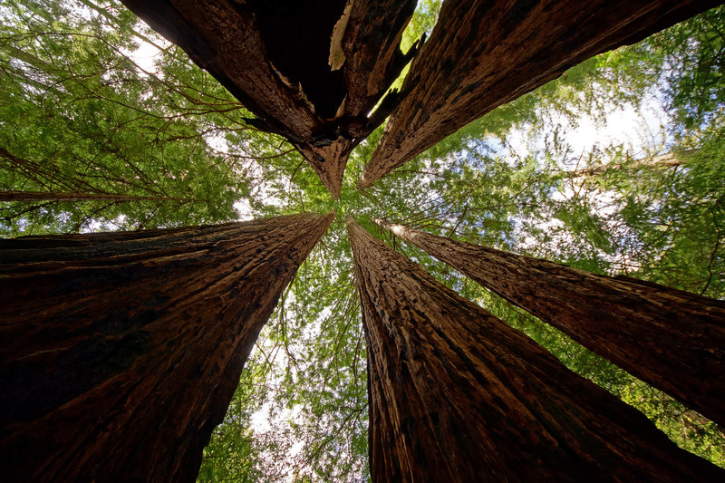 It's hard to beat a canopy of redwood trees!