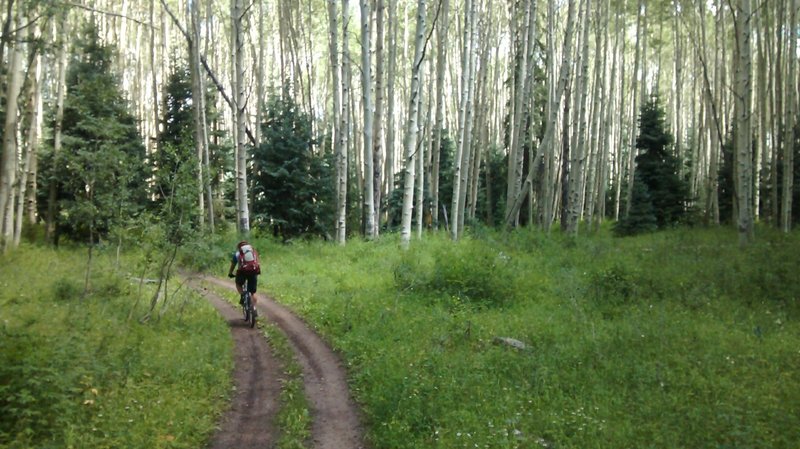 Doubletrack through the big Aspen grove