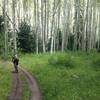 Doubletrack through the big Aspen grove