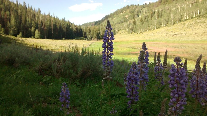 Flowers in the meadow