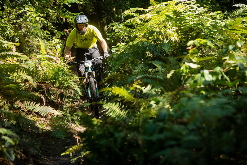 Kevin Quillan wades through a deep thicket of ferns at the bottom of Double Down.