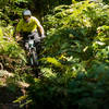 Kevin Quillan wades through a deep thicket of ferns at the bottom of Double Down.