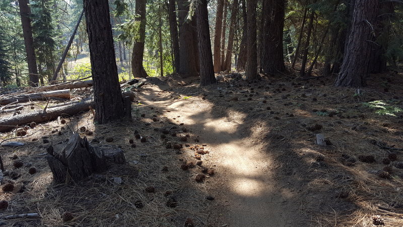 Nice flow on the Steve Larsen Trail