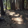 Nice flow on the Steve Larsen Trail