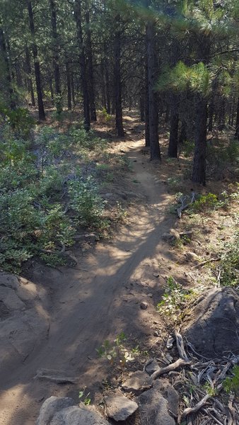 The trail smooths out after the first section of rocks.