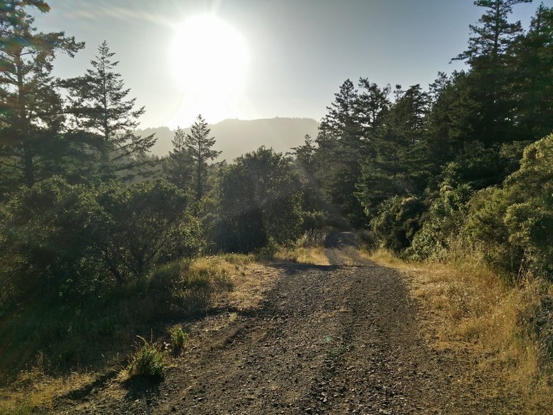 The fire road is smooth and easy to navigate.