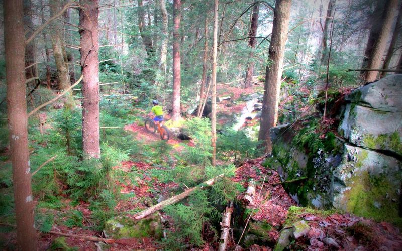 Primordial forest on the Kennison Mountain Trail.  Photo by Mike Boyes