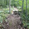 The newest trail section at Mt. Ashwabay makes heavy use of rocks to protect the trail and add interest.