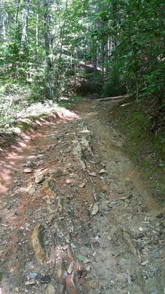 Some of the rocky terrain you'll find on Thrift Cove Trail
