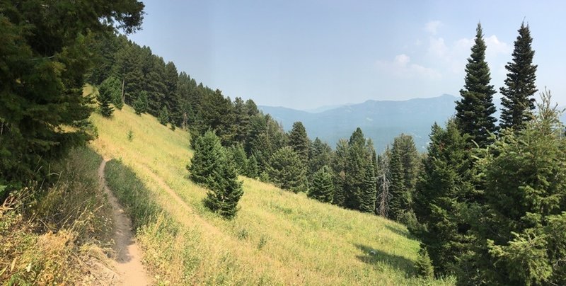 Trail carves through a high meadow