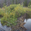 A beaver built a dam 0.8 miles before the connection with Doe Creek.