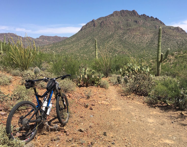 Up on a small saddle looking east towards Golden Gate Mt.