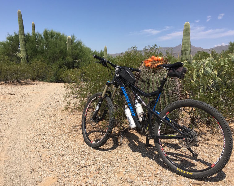 A flowy ride through the Sonoran Desert terrain.