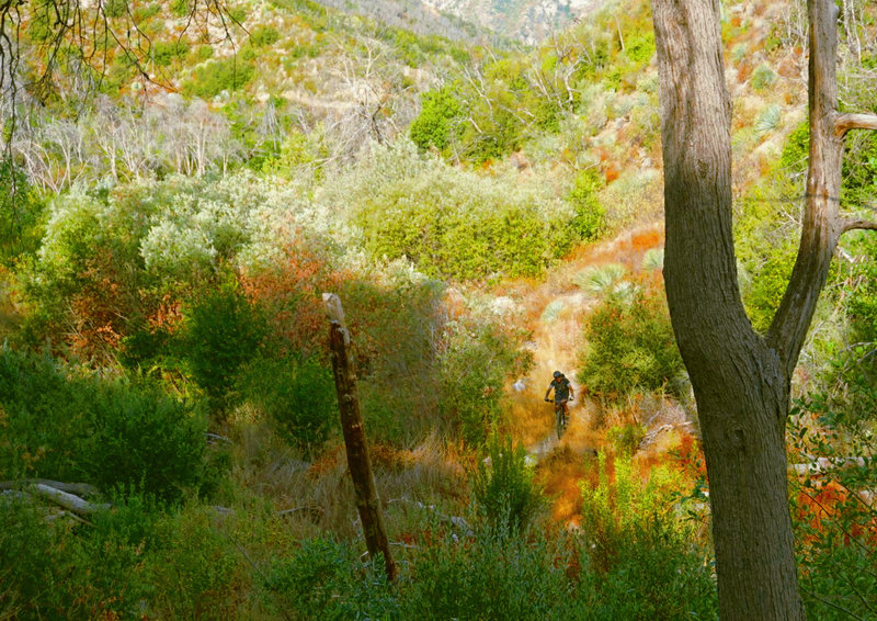 Martino climbs the Gabrielino from Switzers Picnic Area to Red Box.