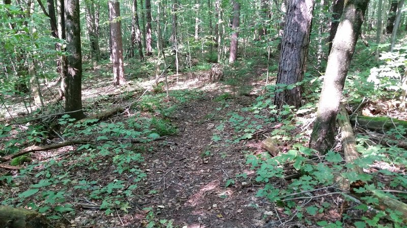 Trails are smooth and had very little use. Sometimes difficult to find, but always enjoyable. MTB project maps was well used to keep on the right path.