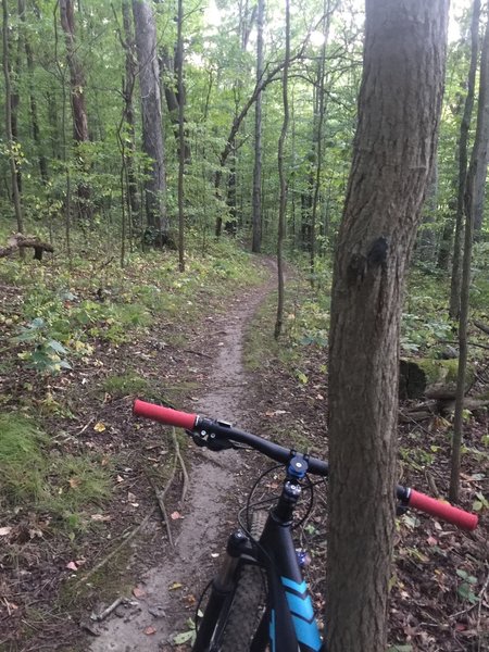 Somehow I found a tensioner wheel stuck into a tree. If you look closely you can see it.