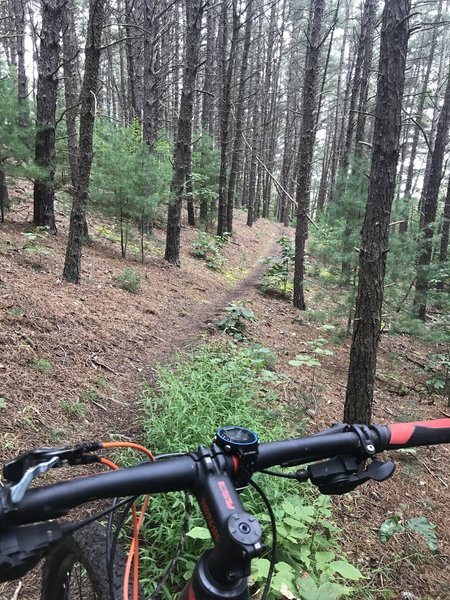 Beautiful old pines to pedal through.