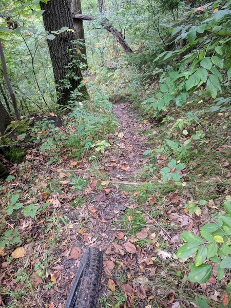 Downhill view of wooden steps.