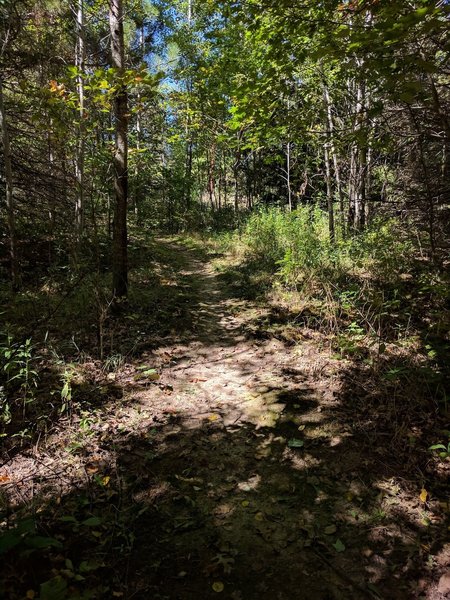 Woods at beginning of NE Trail.