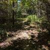 Woods at beginning of NE Trail.