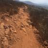 Horned Lizard Rocky Descent