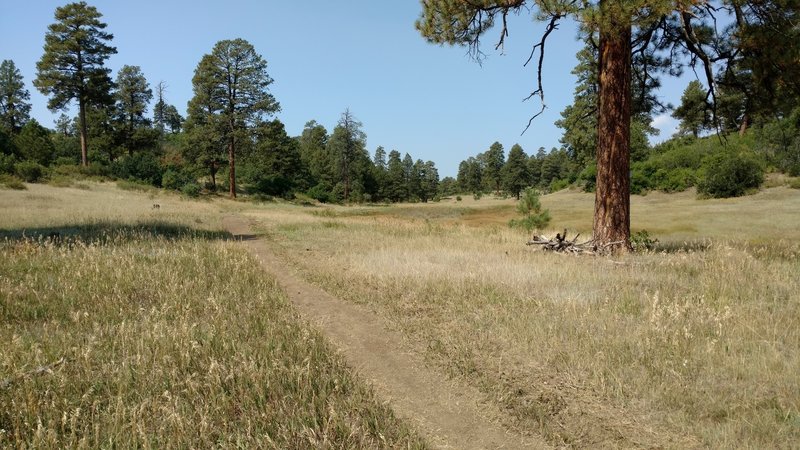 Coyote Hill Loop - Pagosa Springs, CO - Turkey Springs Trail System - Heading back towards trailhead