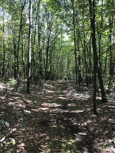 A bit down the trail