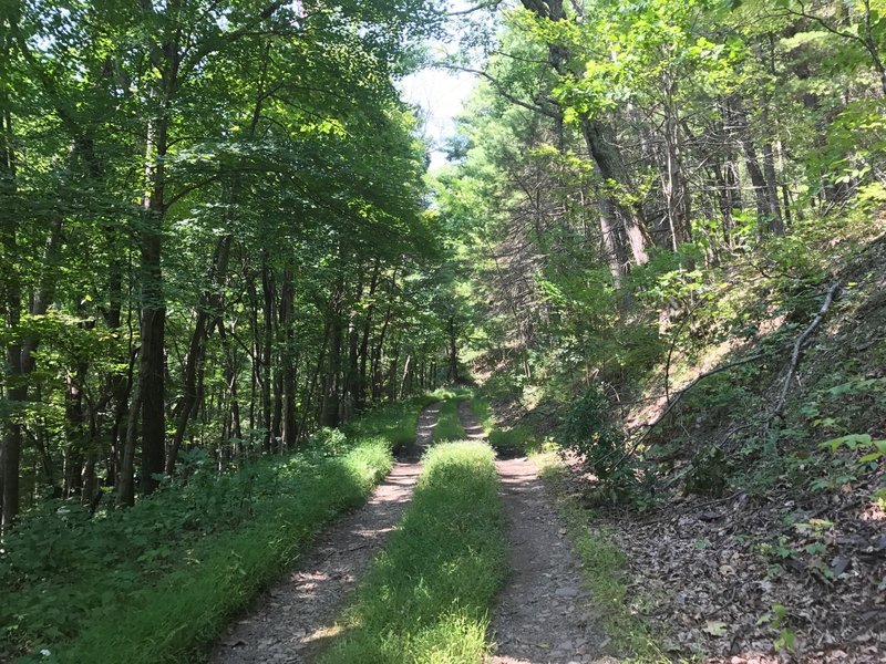 Doubletrack climb to Shenandoah Mtn Trail