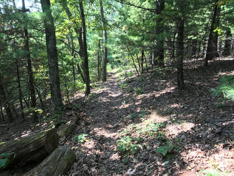 Singletrack Shenandoah Mountain Trail