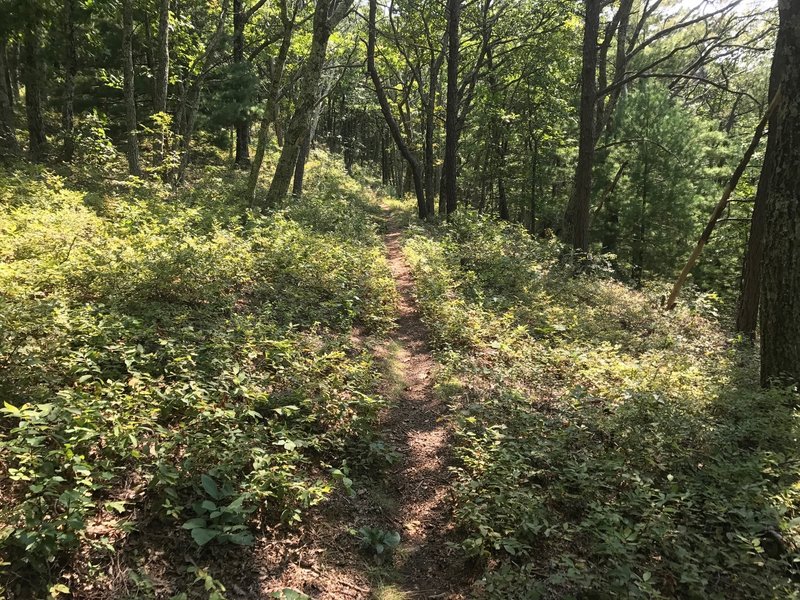 Western side Shenandoah Mountain Trail