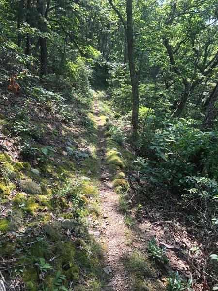 Shenandoah Mountain Trail