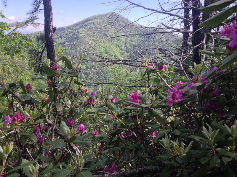 Spring rhododendron.