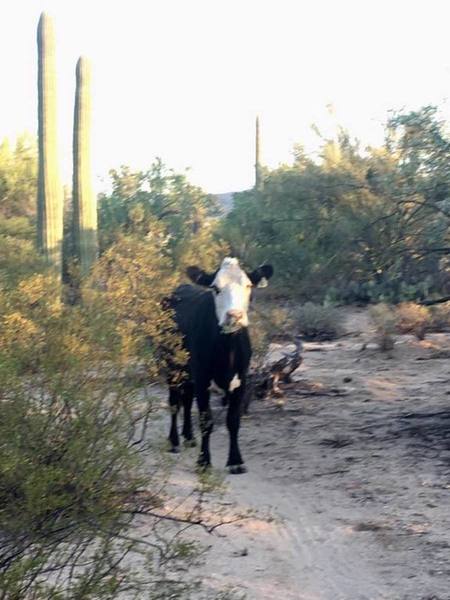 Sonoran standoff.