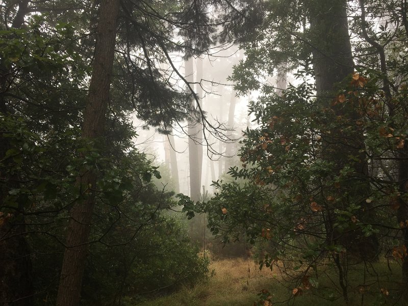 Misty morning at Miller Park, Saturday 9th Sept.