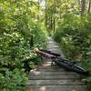 The meeting house swamp boardwalk