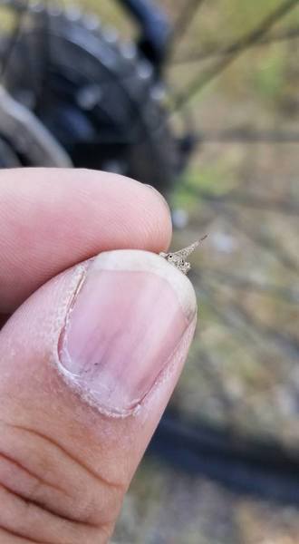 Be on the lookout for these thorns that can flat your tire with ease.