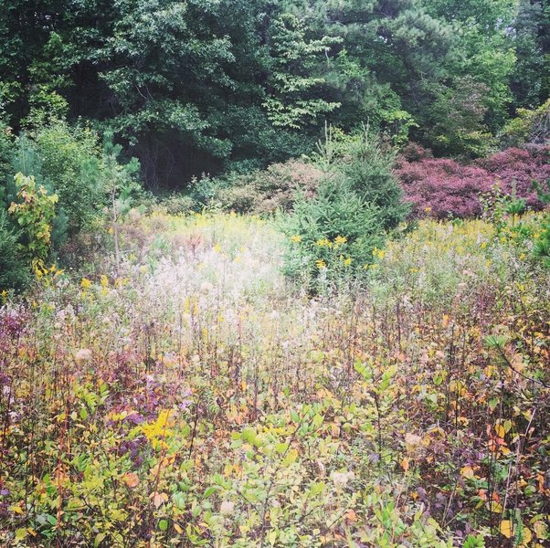 Gorgeous late-summer meadow in the Moraine.