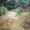 Gorgeous late-summer meadow in the Moraine.