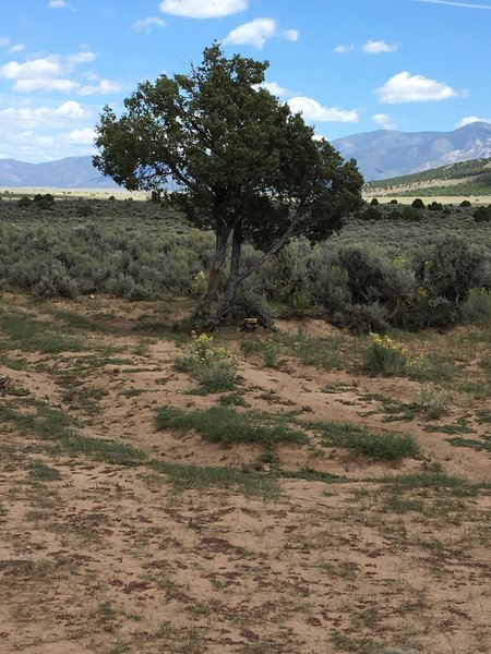 This is a cairn at the base of the 2 trees where a green arrow points to Las Vista de Questa Trail, and a yellow arrow points to Arroyo Diablo Trail.