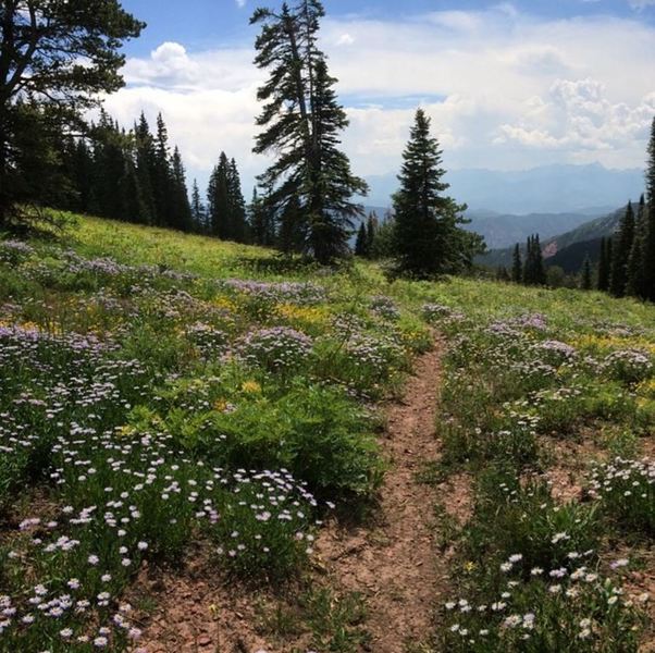 Red Table Trail up high in the wildflowers