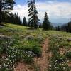 Red Table Trail up high in the wildflowers