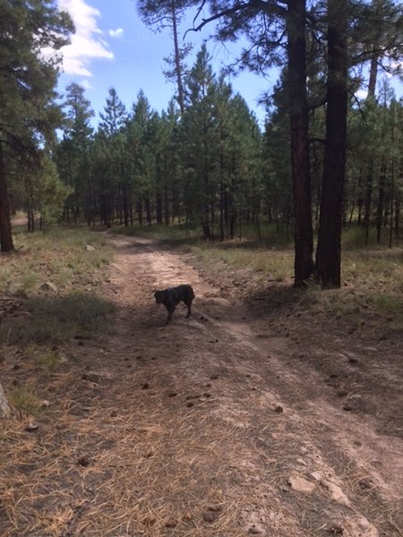 Most of the trail is forest road, with rolling up and down such as this.