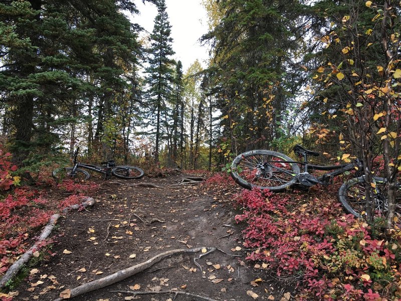 X Lake Loop Trail in the fall