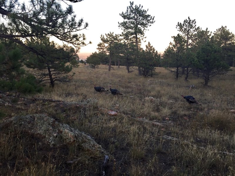 Wild turkeys roaming along the Ponderosa Trail