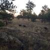 Wild turkeys roaming along the Ponderosa Trail